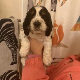 Everest (Ever) - Black white and tan female English Springer Spaniel puppy in Huntingdon, Pennsylvania from Indian Creek Springers and Doxies
