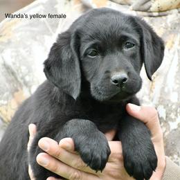 Yellow female - Black female Labrador Retriever puppy in Mississippi from Sure Shot English Labs