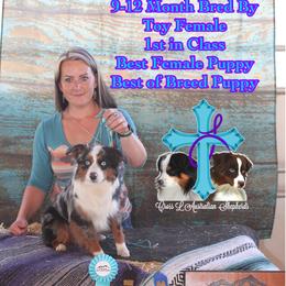 Marina - Miniature American Shepherd