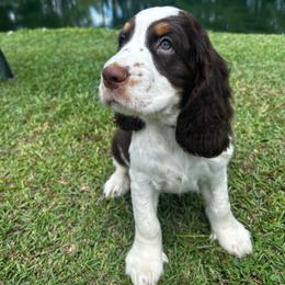 Boy 3 - Liver white and roan male English Springer Spaniel puppy in Tabor City, North Carolina from Big Bay Kennels LLC