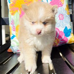 Professor Plum SALE 3800 - Lavender male Pomsky puppy in Christiana, Tennessee from Smoky Mountain Pomskies