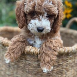 Magnolia - Red female Cavapoo puppy in Putnam, Connecticut from Driftwood Acres
