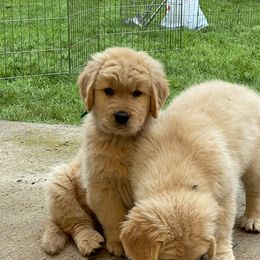 Golden Retriever Puppies from Sonador Golden Retrievers