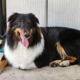 Blaze - Shetland Sheepdog