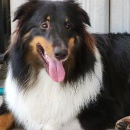 Blaze - Shetland Sheepdog