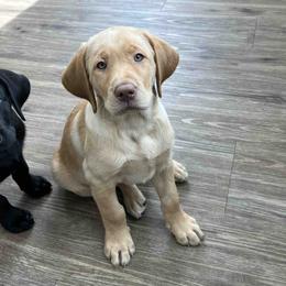 Labrador Retriever Puppies from Branley's Riverside Labradors