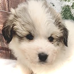 LETTI Purple collar female - White and badger female Great Pyrenees puppy in Fair Grove, Missouri from Allen Wags & Woolies