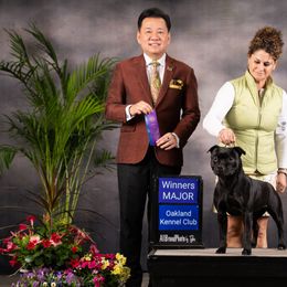 Daisy - Staffordshire Bull Terrier