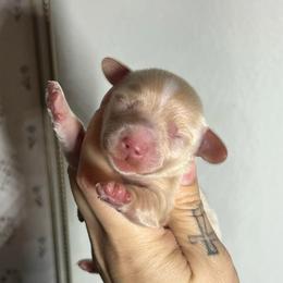 Olaf - Cream male Dachshund puppy in Payette, Idaho from NT Mini Doxies