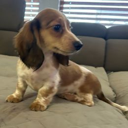 Zoey 3,300 - Piebald female Dachshund puppy in Tonopah, Arizona from Desert Diamond Dachshunds