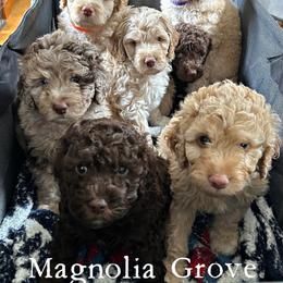 Aussiedoodle, Bernedoodle, and Poodle Puppies from Magnolia Grove Doodles