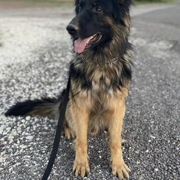 German Shepherds from Marisol's German Shepherds