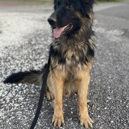 German Shepherds from Marisol's German Shepherds