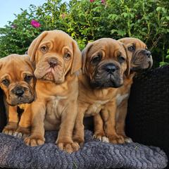 Dogue de Bordeaux and Whippet Puppies from Big and Little Wiggly Butts LLC