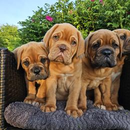 Dogue de Bordeaux and Whippet Puppies from Big and Little Wiggly Butts LLC