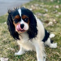 Elphie - Cavalier King Charles Spaniel