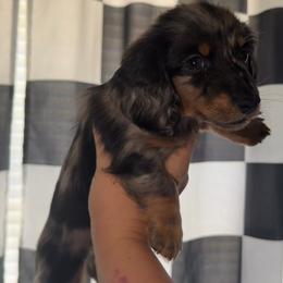 Black Tan dapple - Dapple male Dachshund puppy in Lufkin, Texas from Dixie Chic Frenchies & Dachshunds
