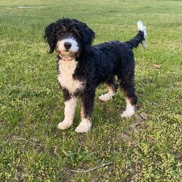 Roxy - Bernedoodle