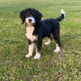Roxy - Bernedoodle