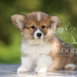 White Collar - FLUFFY - Sable female Pembroke Welsh Corgi puppy in Terrell, Texas from Brynwood Pembroke Welsh Corgis