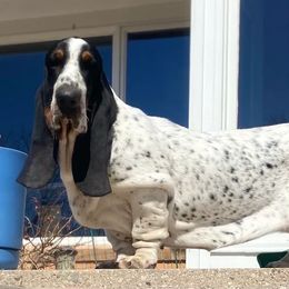 Borboleta - Basset Hound