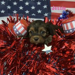 Jessie - Sable female Cockapoo puppy in Connersville, Indiana from MoonShine Babies