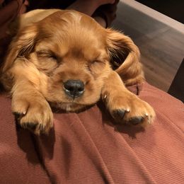 Cavalier King Charles Spaniel Puppies from Colorful Cavaliers
