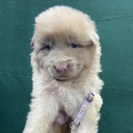 Girl 5 - Isabella female German Shepherd puppy in Pelham, North Carolina from P & P Shepherds