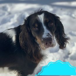 Nelli - English Springer Spaniel