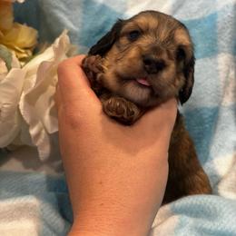 Alfred - Cream male Dachshund puppy in Fayetteville, Arkansas from Cortney's Dachshunds