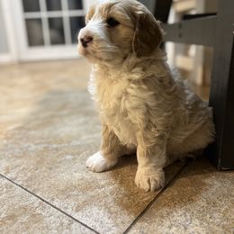 Goldendoodle Puppies from Krista Hayden