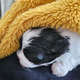 Shihpoo and Shih Tzu Puppies from The Luckie Puppy