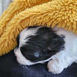 Shihpoo and Shih Tzu Puppies from The Luckie Puppy