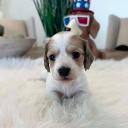 Diamond - Piebald female Dachshund puppy in Menifee, California from Dachshunds in SoCal