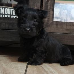 Scottish Terrier Puppies from Duran's Scotties
