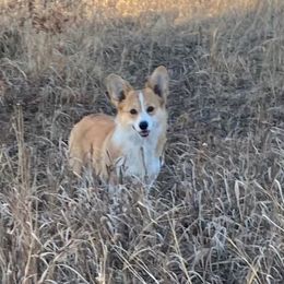 Barbie - Red female Pembroke Welsh Corgi puppy in Belle Fourche, South Dakota from BellamyHills Corgis