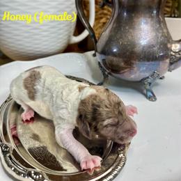 Honey - Merle female Labradoodle puppy in Candler, North Carolina from Maple Bakin’ Doodles