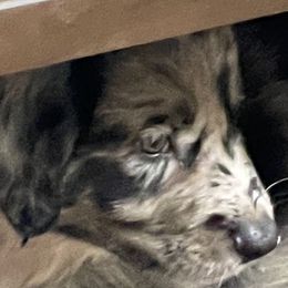 Australian Shepherd Puppies from Elliott’s Aussies