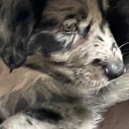 Australian Shepherd Puppies from Elliott’s Aussies