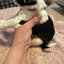 Portuguese Water Dog Puppies from Pawsitively Portuguese