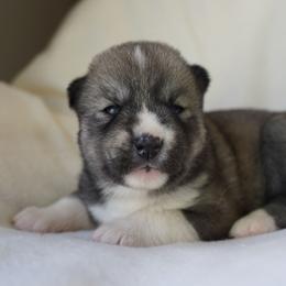 Isla - Agouti and white female Siberian Husky puppy in Wiscasset, Maine from Running with Huskies