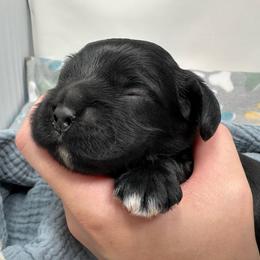 Bravery - Black male Cocker Spaniel puppy in Cincinnati, Ohio from Abundance of Joy LLC Cocker Spaniels