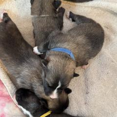 Nenets Herding Laika puppies from Skais the Limit Cavaliers