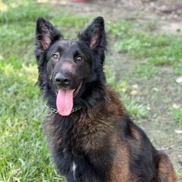 Phantom - Belgian Malinois