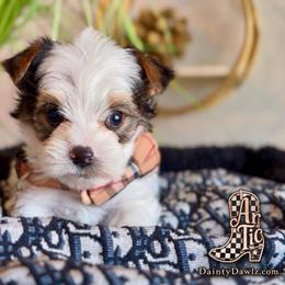 AdiSon - Parti male Yorkshire Terrier puppy in Prosper, Texas from DaintyDawlz