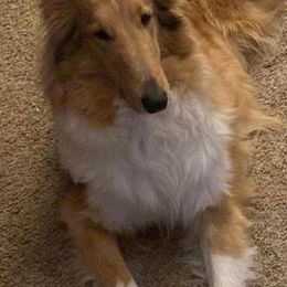 Collies from Gessert’s lil blessings