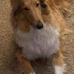 Collies from Gessert’s lil blessings