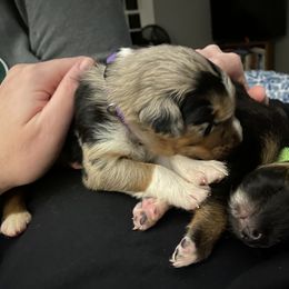 Australian Shepherd Puppies from NEK Aussies