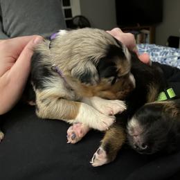 Australian Shepherd Puppies from NEK Aussies