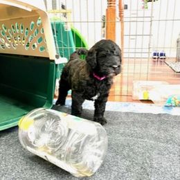Goldendoodle Puppies from Only Loving Pups